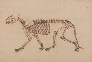 Esposizione anatomica comparativa della struttura del corpo umano con quella di una tigre e un co... da George Stubbs